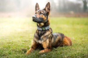 Bane during his Dogs 4 Wildlife training in the UK
